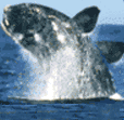 picture of whale