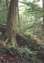 picture of Mt. Wachusett reservation